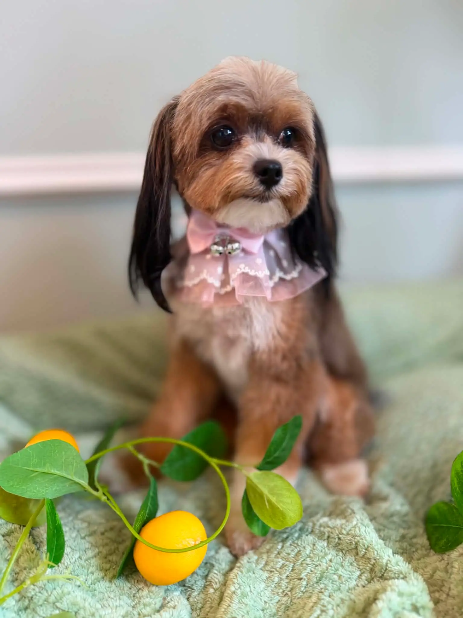 Liten blandingshund med nyklippet hode, lange ører og rosa krage sitter på et lysegrønt pledd med sitroner.