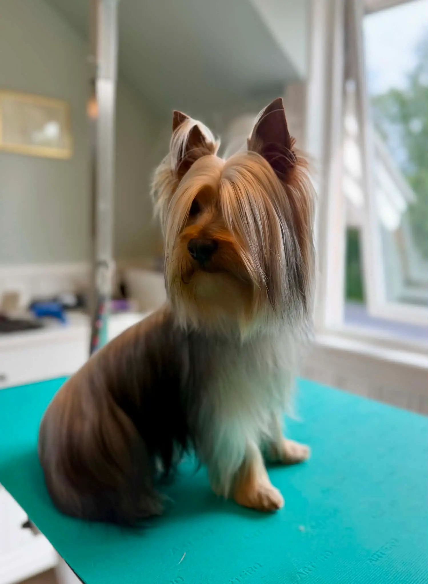 Yorkshireterrier med lang, glansfull pels sitter på pleiebordet ved vinduet.