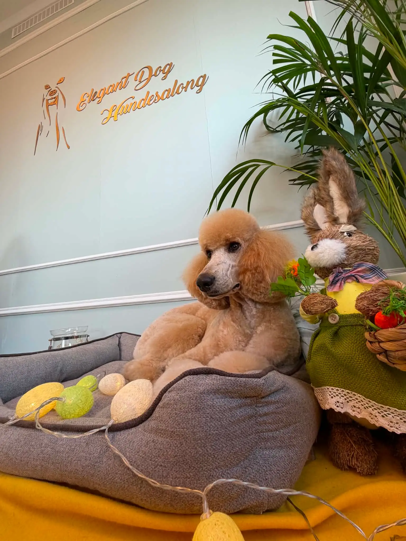 Aprikosfarget puddel med nyklippet hode ligger i en hundeseng under logoveggen.
