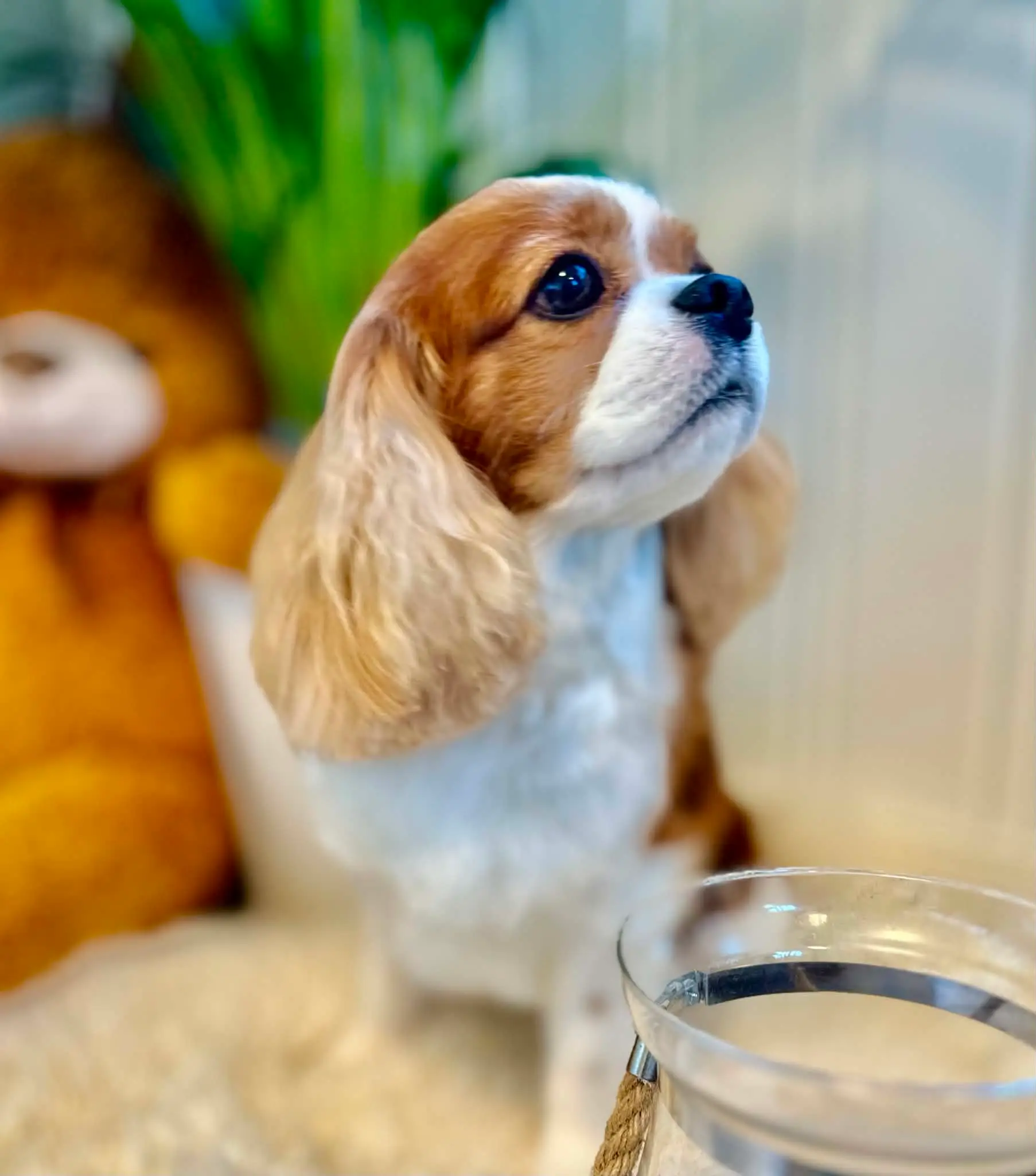 Cavalier king charles spaniel ser oppover med nyklippet, blank pels.