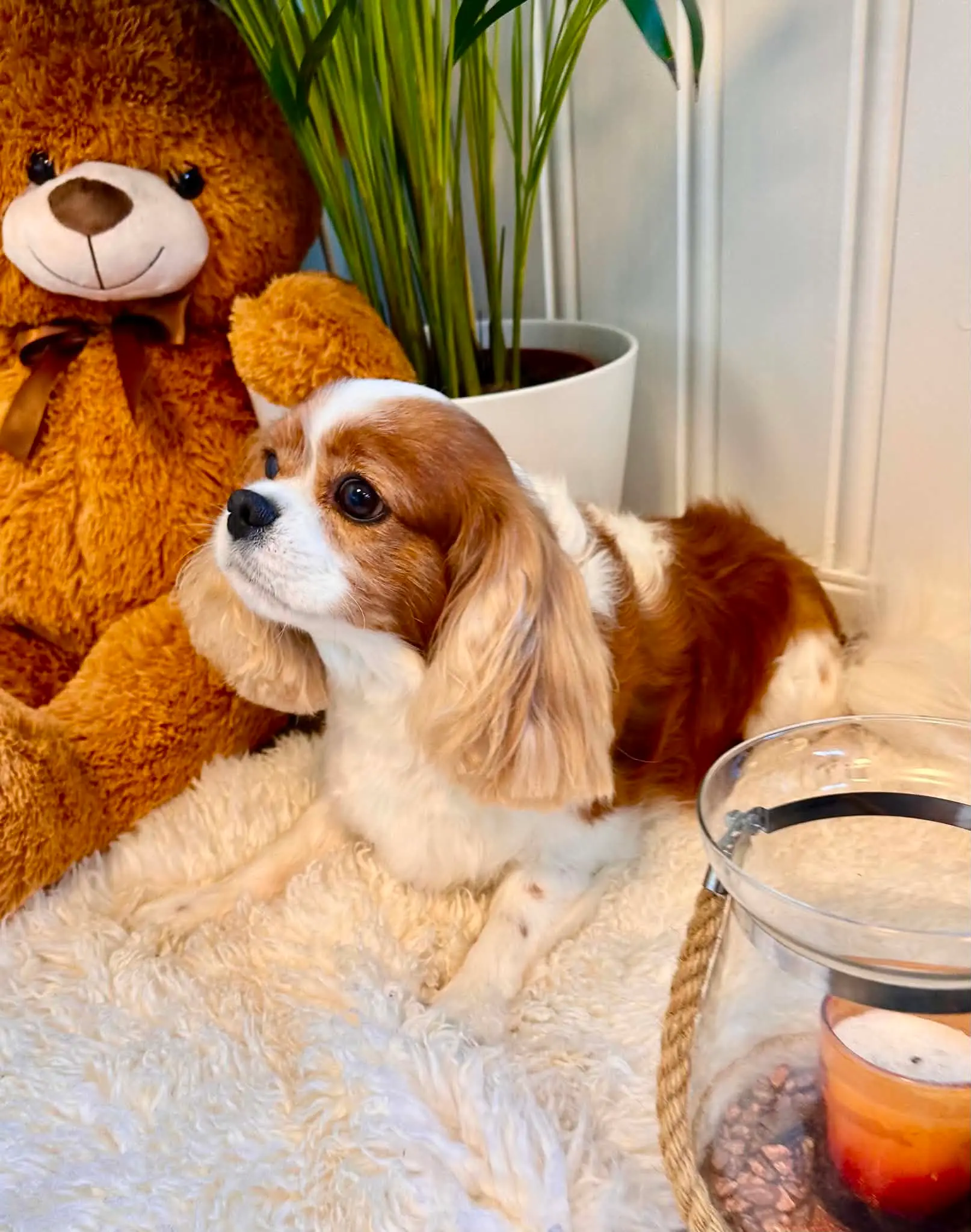Cavalier king charles spaniel ligger på et hvitt pledd ved siden av en teddybjørn.