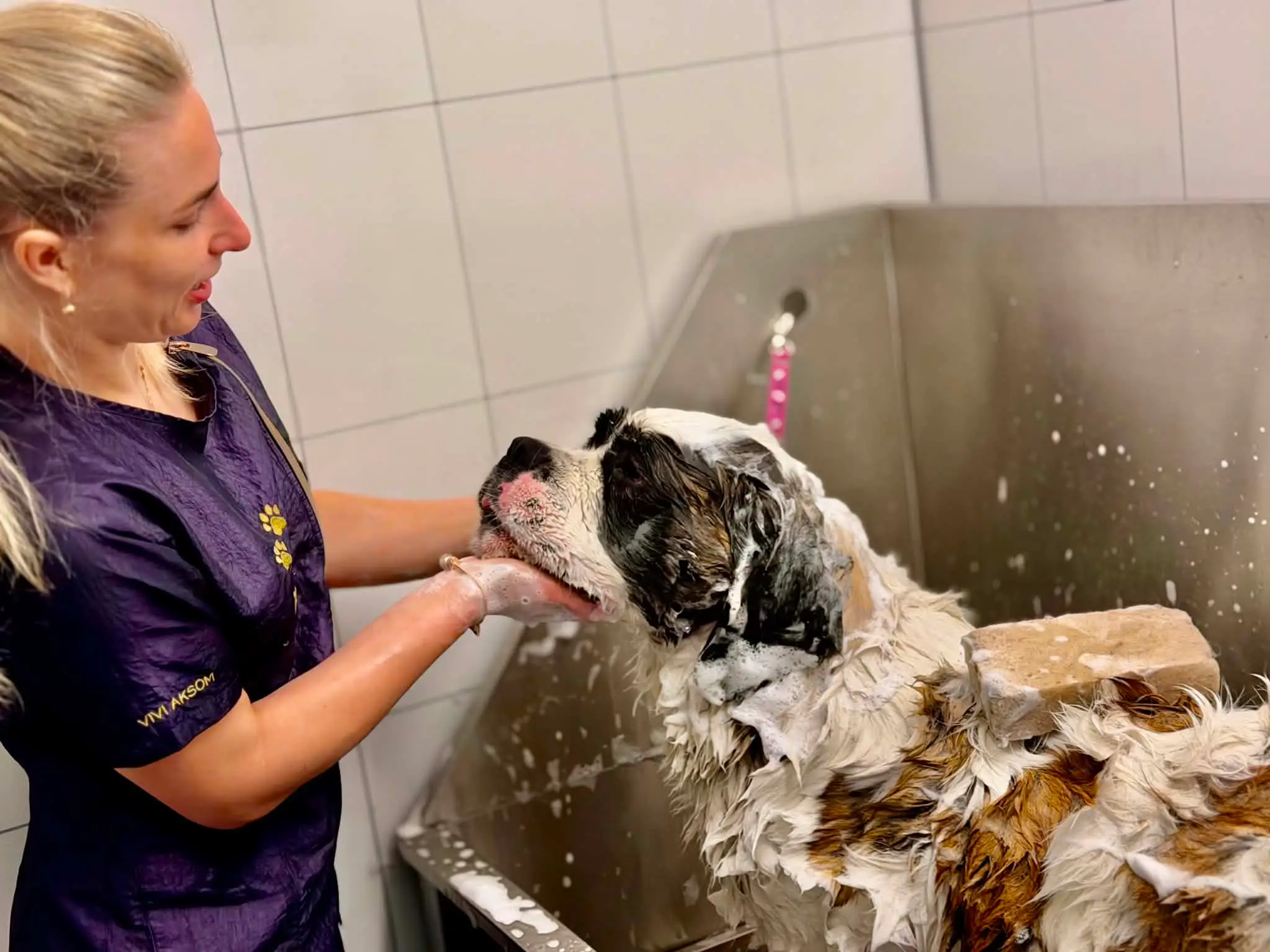 Vita vasker en innsåpet hund i vaskestasjonen og støtter haken med hånden.