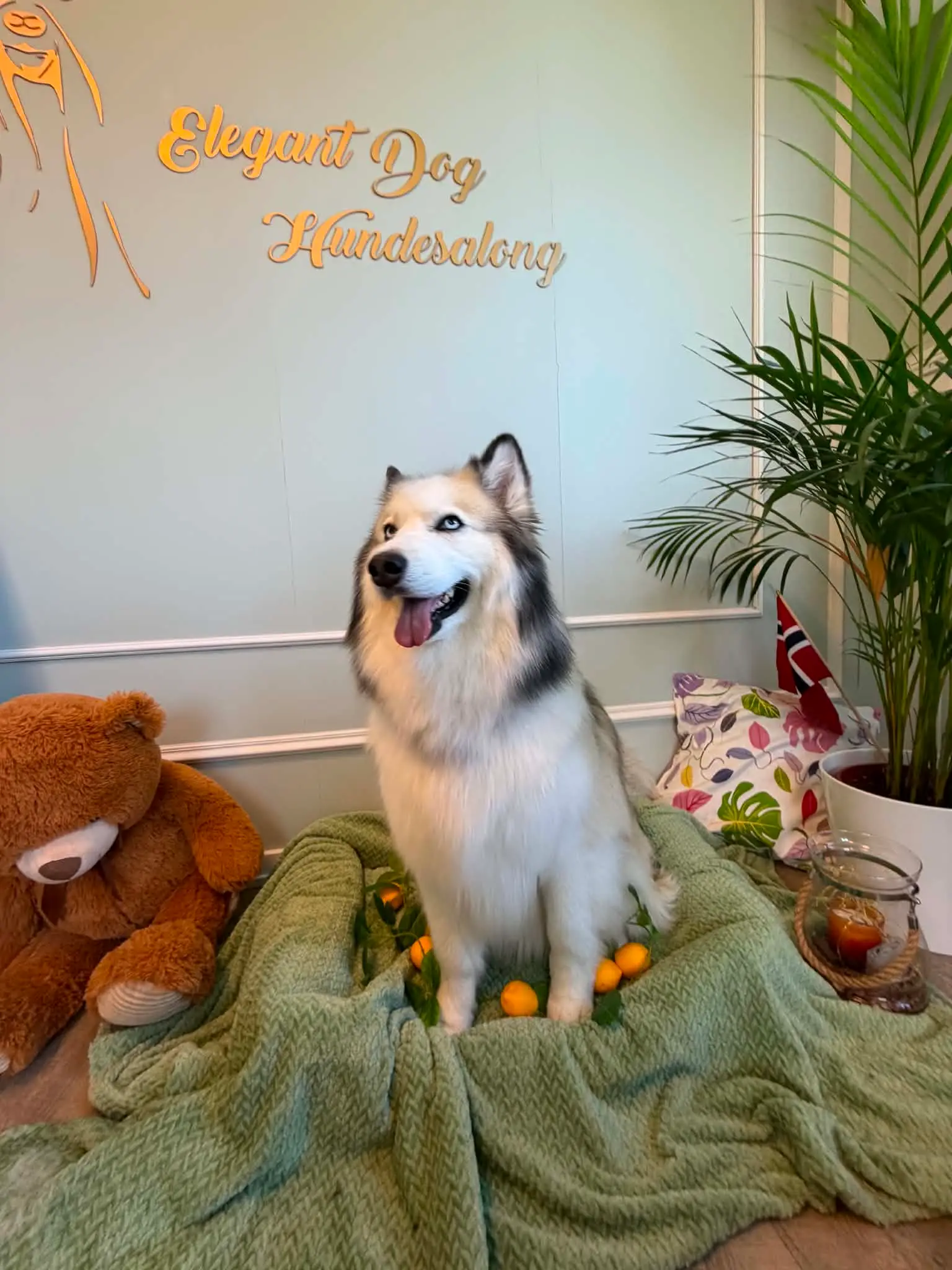 Husky med blå øyne sitter foran salongveggen under den gullfargede Elegant Dog Hundesalong-logoen.