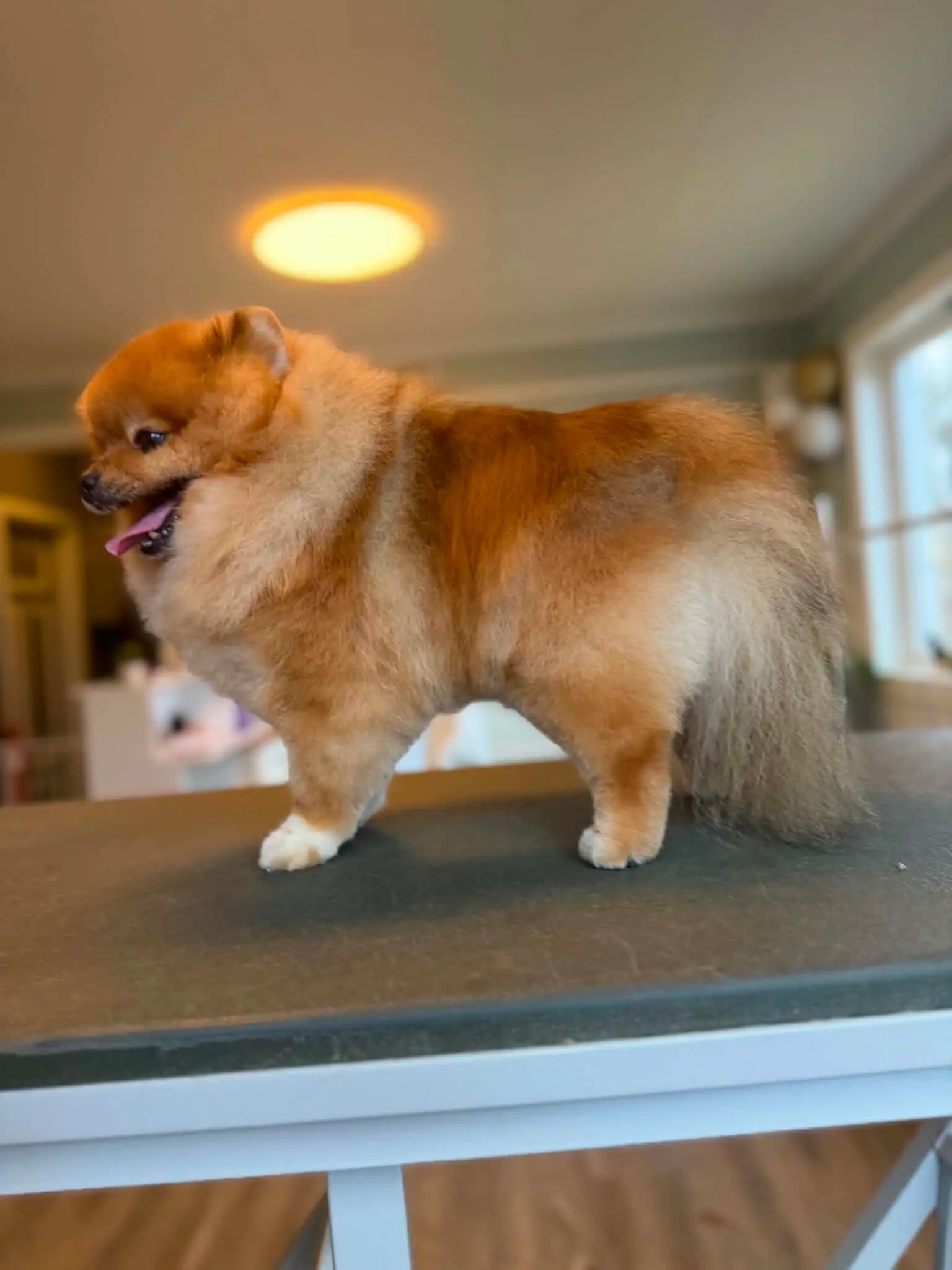 Pomeranian står i profil på pleiebordet med luftig, nyfønet pels.