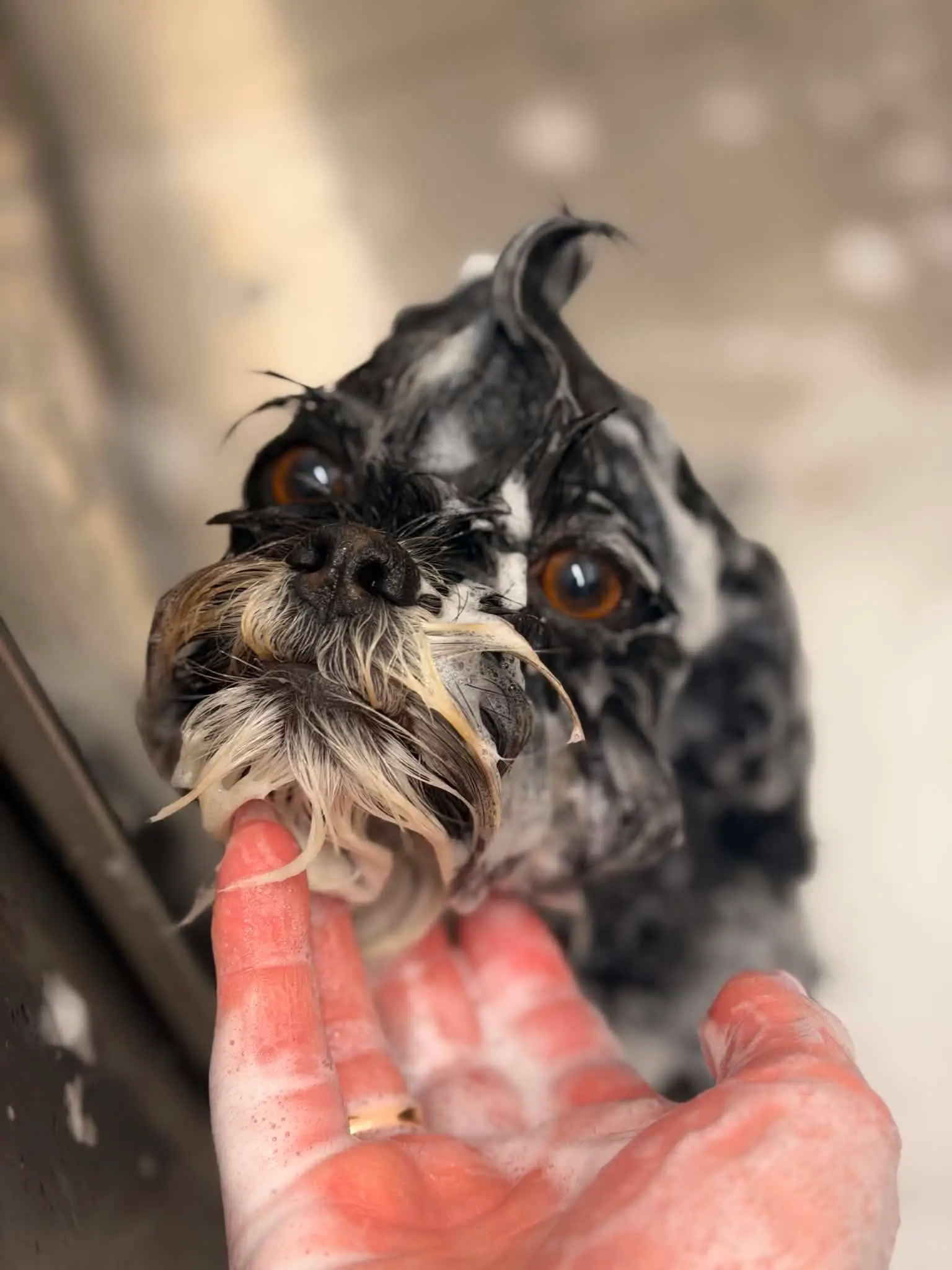 Nærbilde av en innsåpet schnauzer som holdes forsiktig under haken i badet.