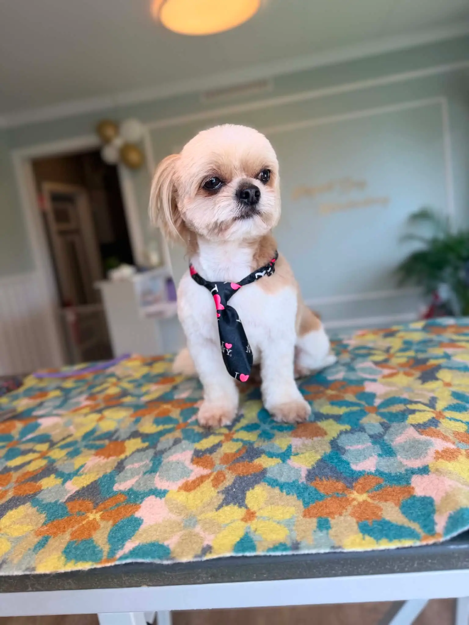Shih tzu med slips sitter på et mønstret pleiebord i salongen.
