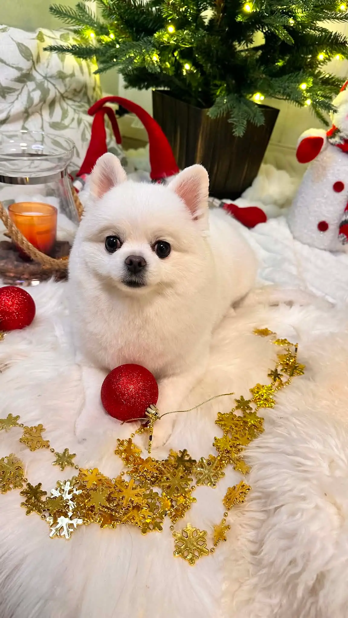 Hvit pomeranian ligger på et hvitt pledd med gullfarget julepynt rundt halsen.