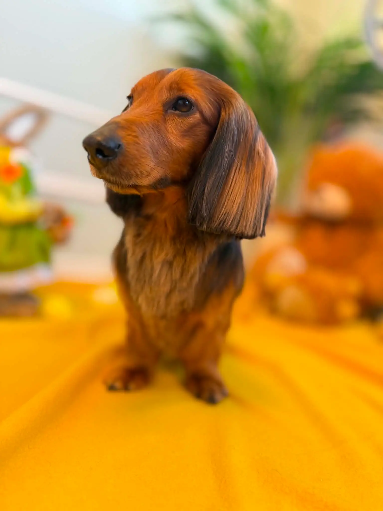 Langhåret dachshund sitter på en gul bakgrunn med nystelt, blank pels.