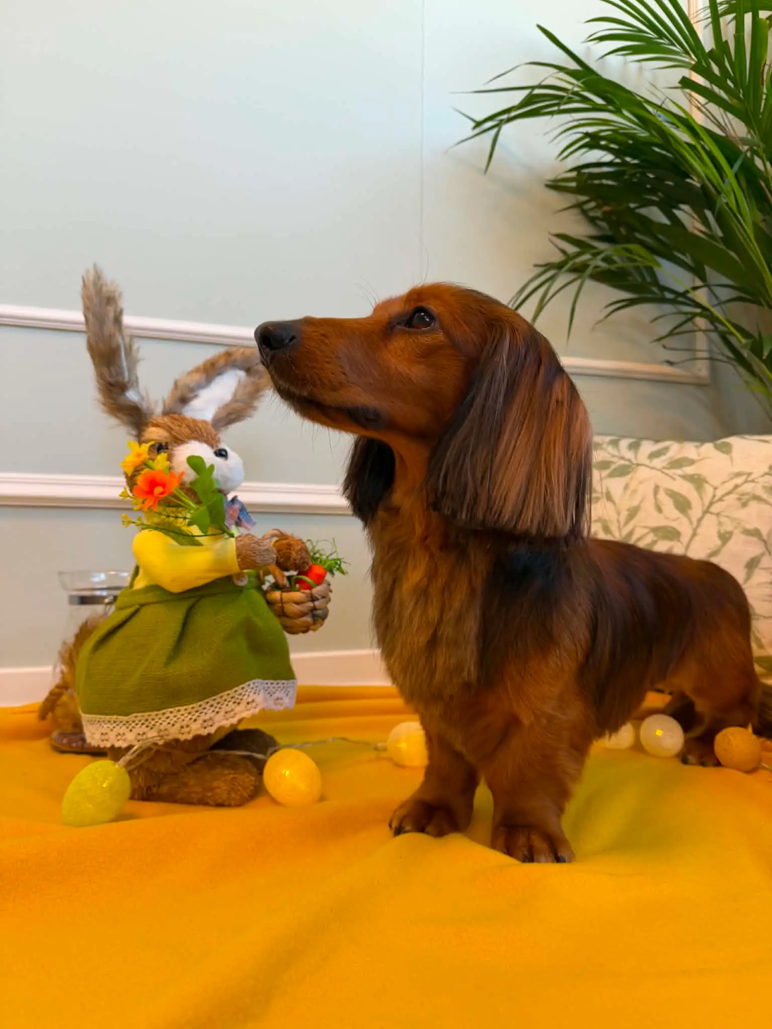 Langhåret dachshund står i profil på gul bakgrunn ved siden av påskepynt.