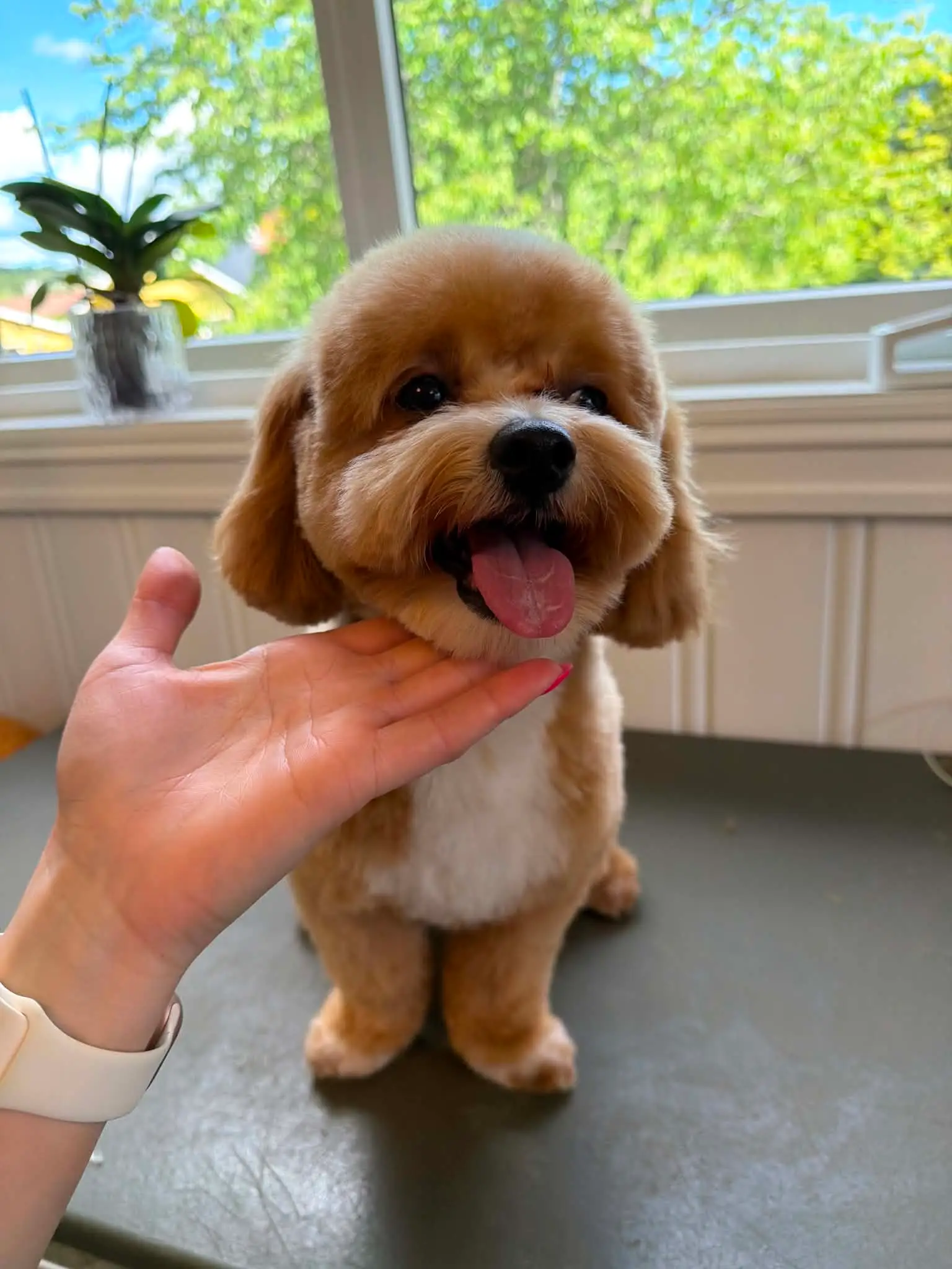 Nyklippet aprikosfarget cockapoo med tungen ute som strekker seg mot Vitas hånd på pleiebordet.