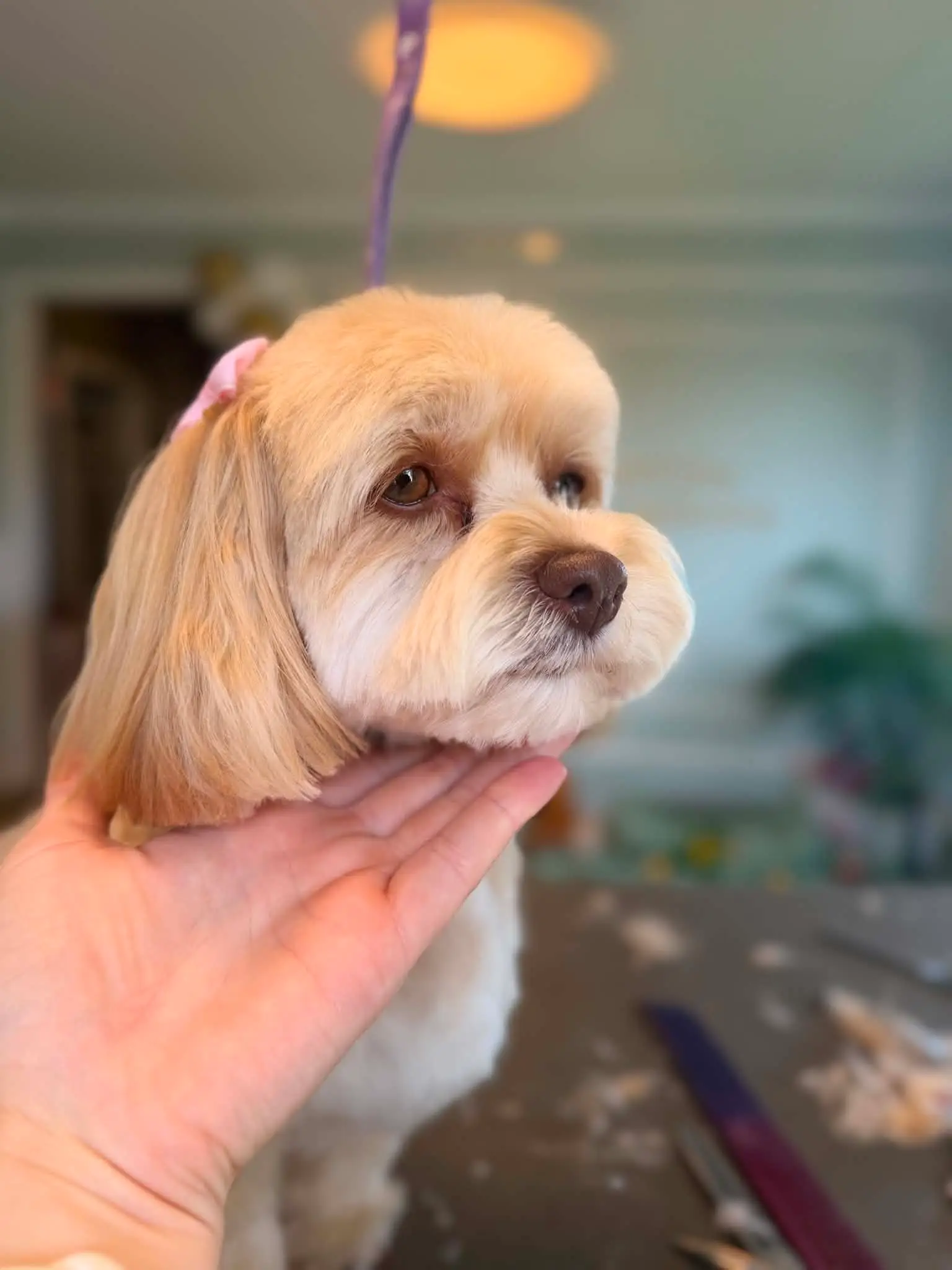 Kremfarget lhasa apso holdes under haken etter ferdig klipp av hodet.