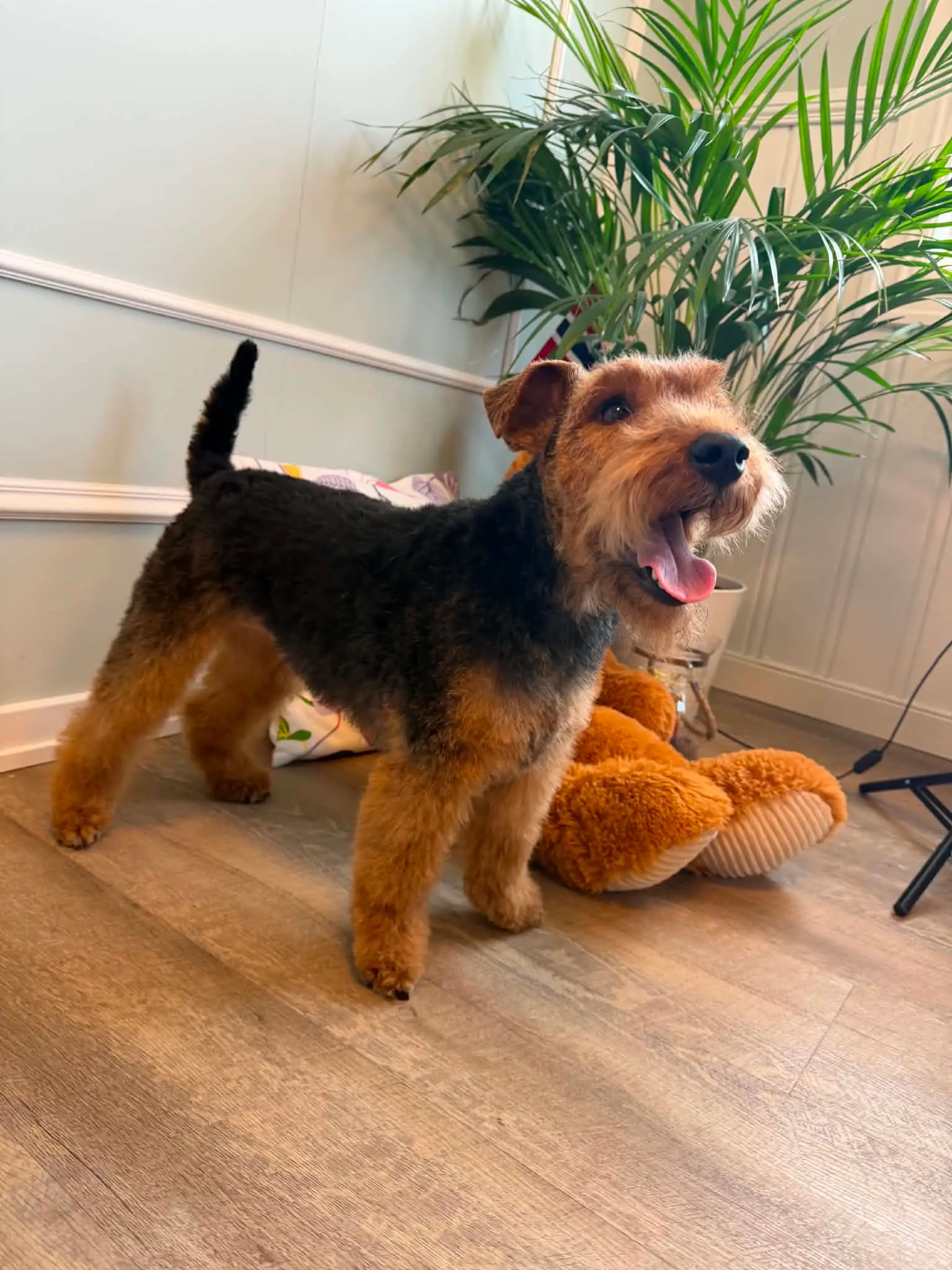 Nyklippet terrier med svart sal og brune ben står med tungen ute i salongen.