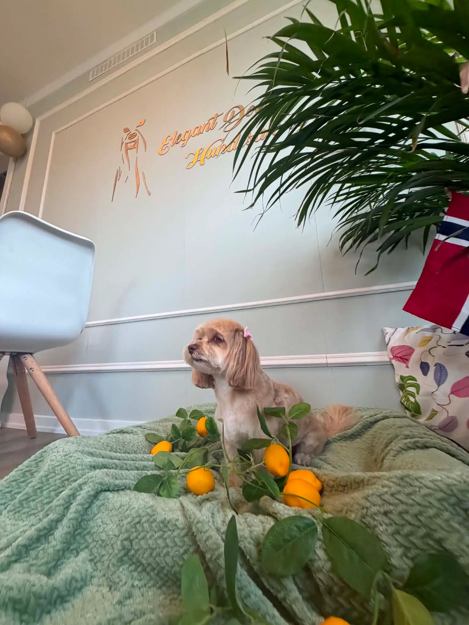 Kremfarget cockapoo sitter på et grønt pledd med sitroner foran logoveggen.