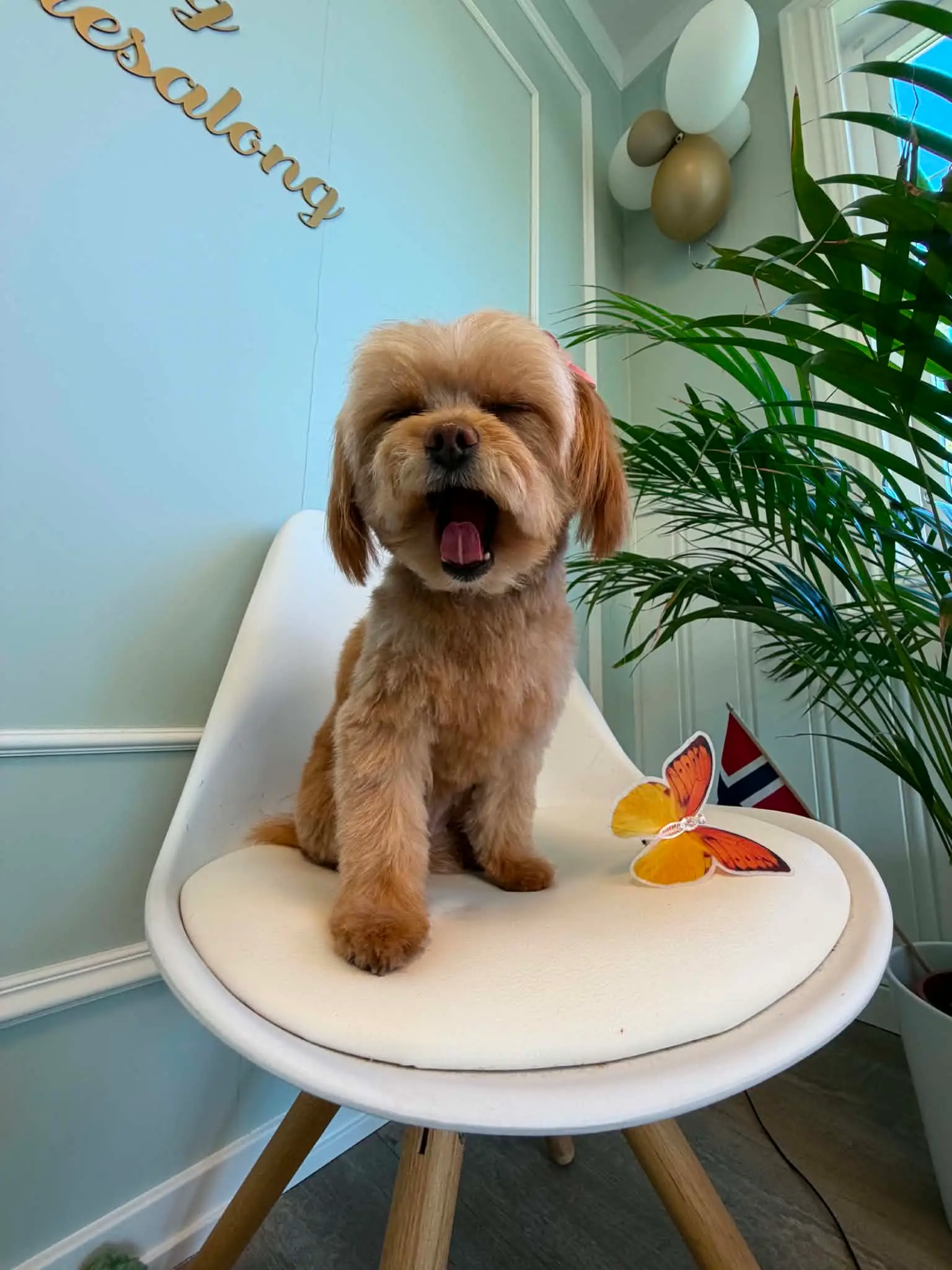 Aprikosfarget cockapoo sitter på en hvit stol i salongen etter klipp.