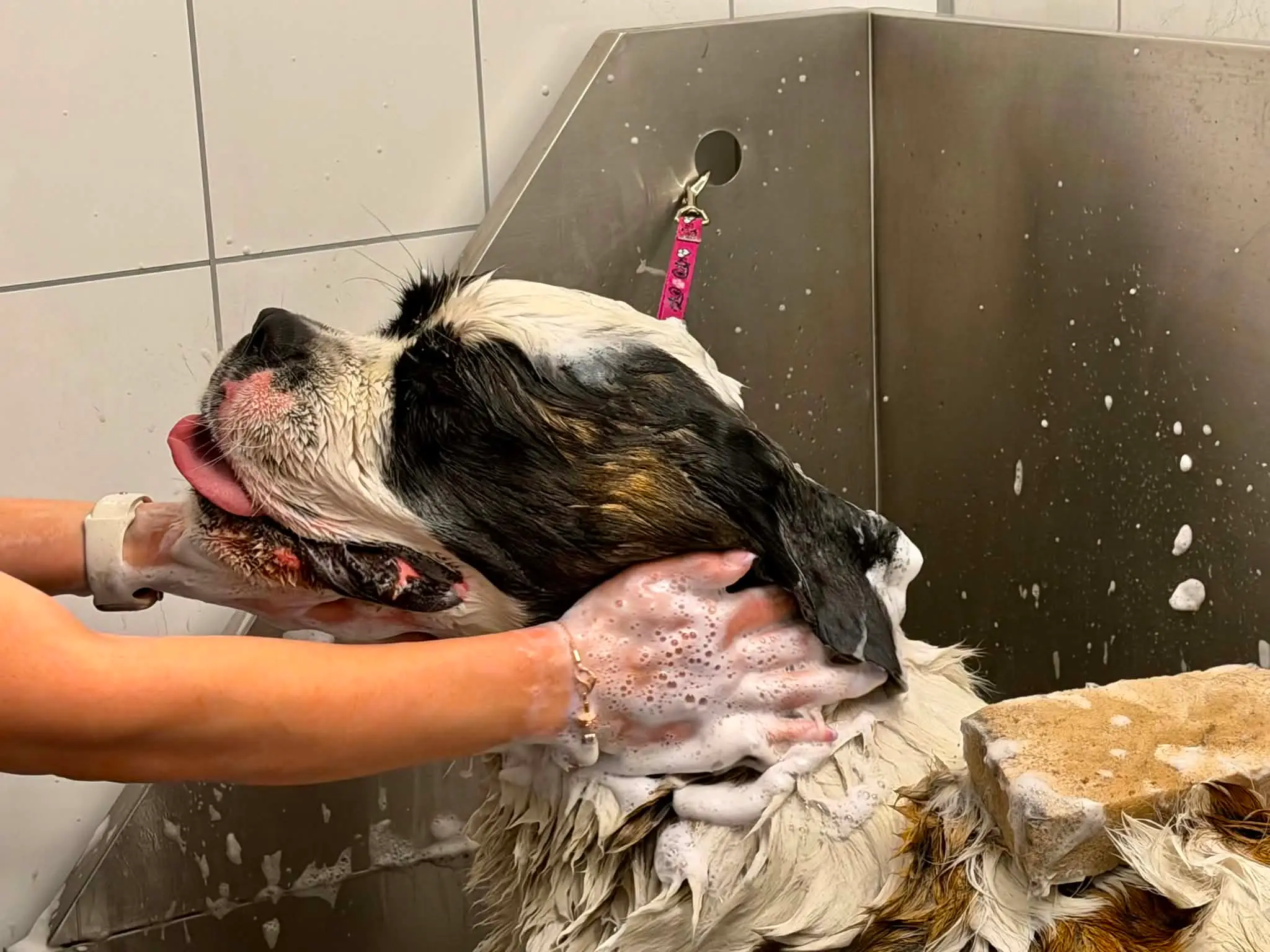 Vita masserer sjampo inn i pelsen på en engelsk setter i vaskestasjonen.