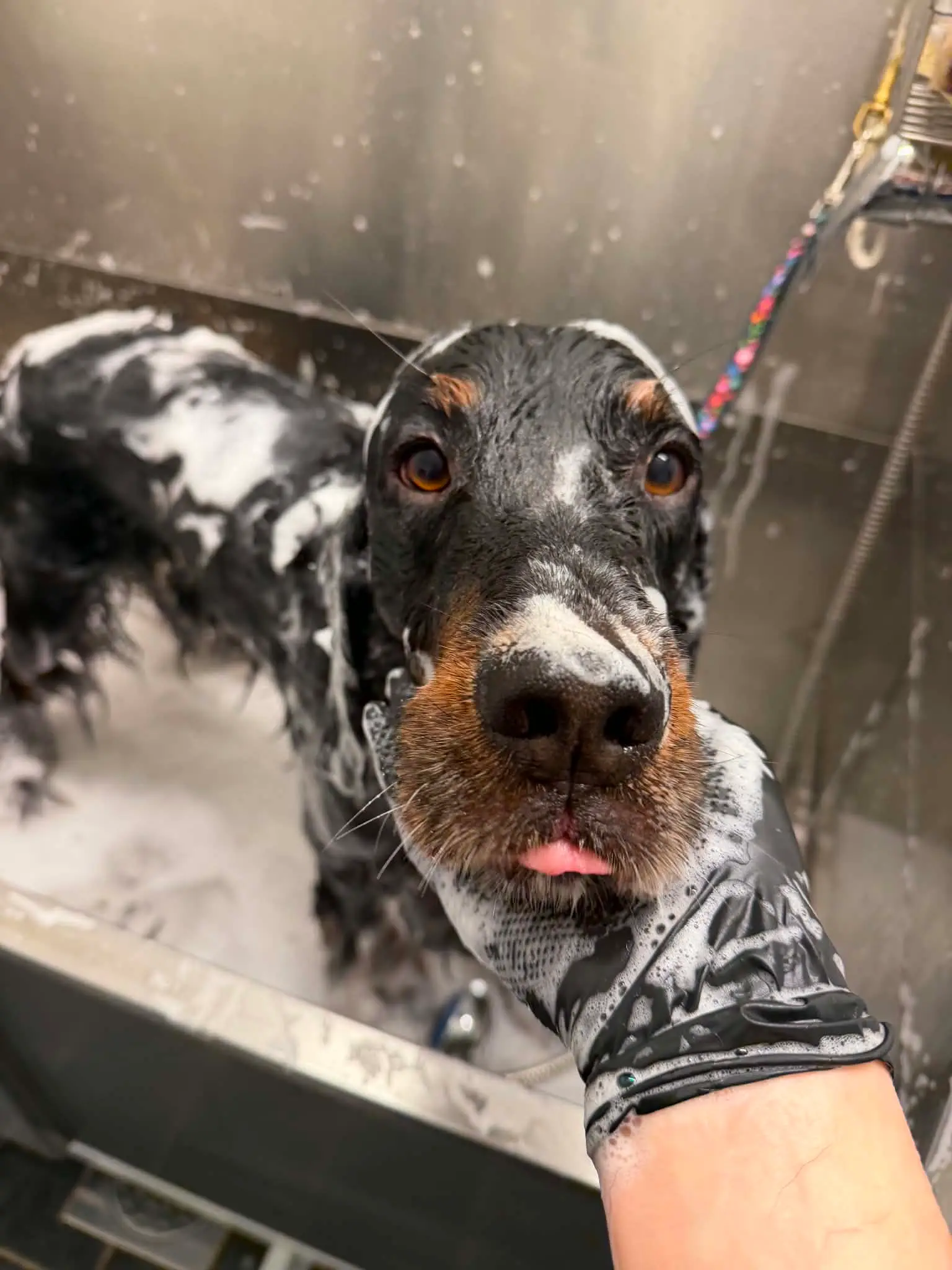 Våt engelsk setter i vaskestasjonen ser rett i kameraet under badet.