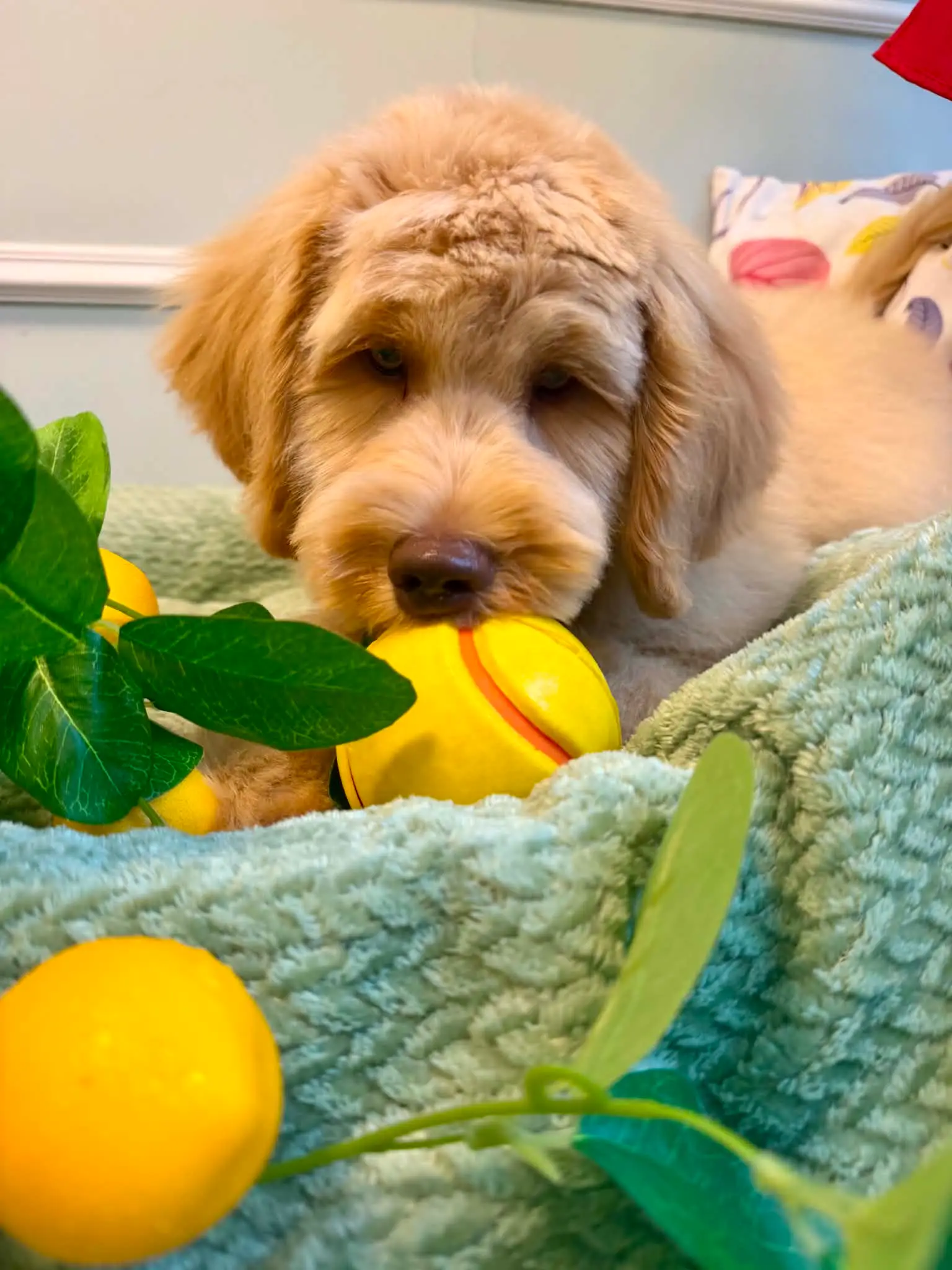 Goldendoodle hviler hodet på et mintgrønt pledd ved siden av sitroner og en ball.