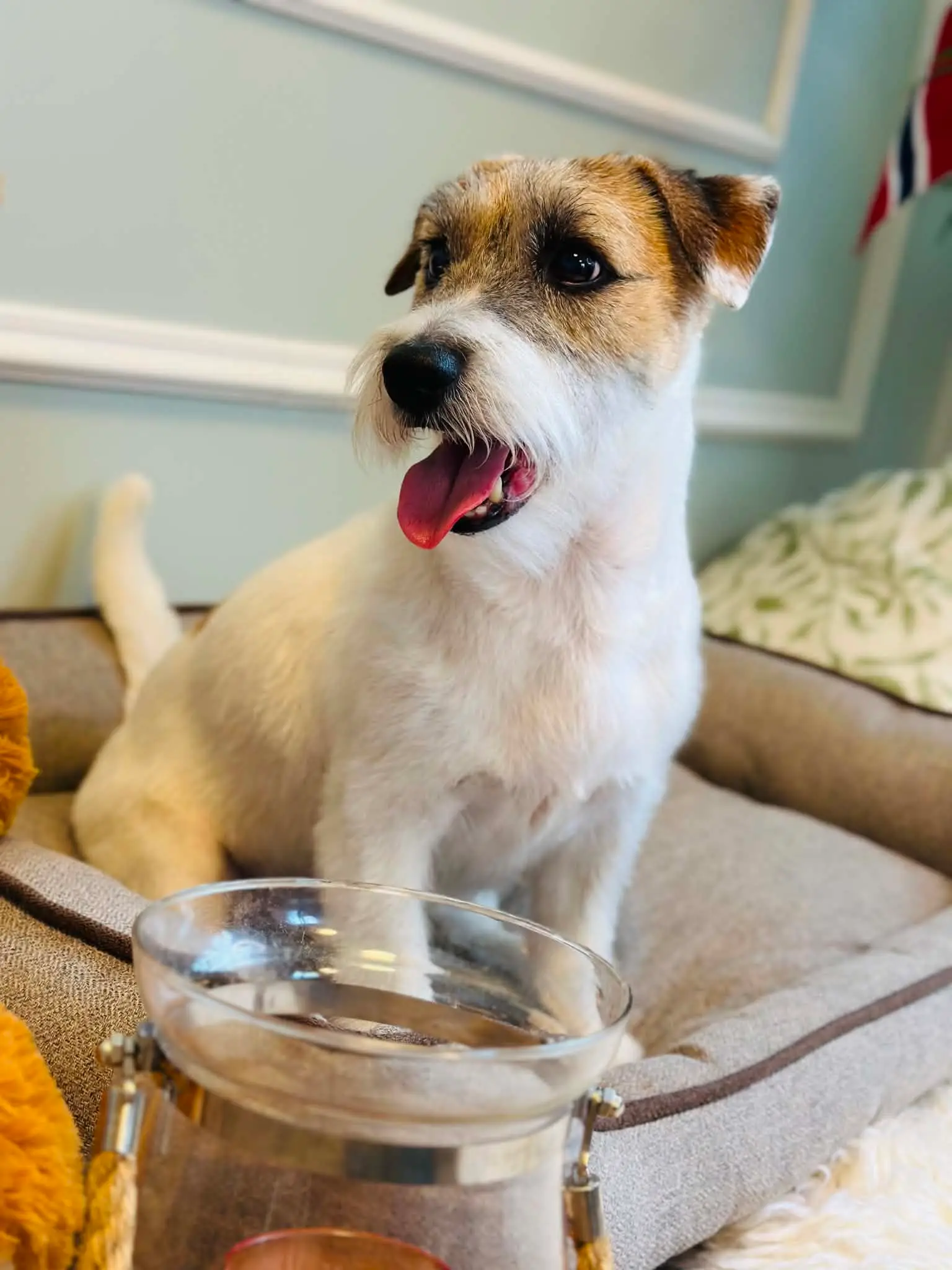Ru terrier med hvit og brun pels står i en hundeseng i salongen.