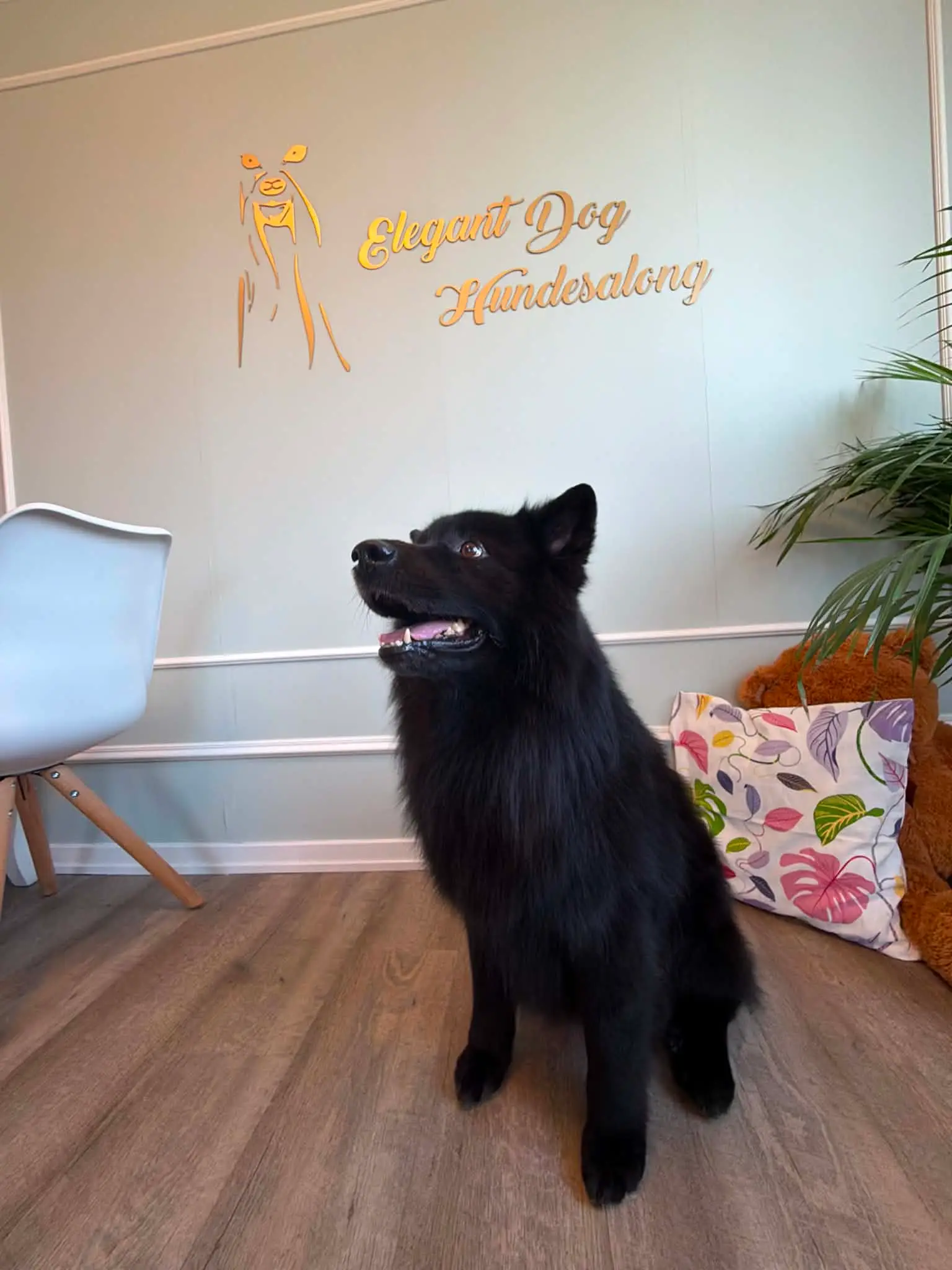 Svart spisshund sitter i profil på gulvet foran logoveggen i salongen.