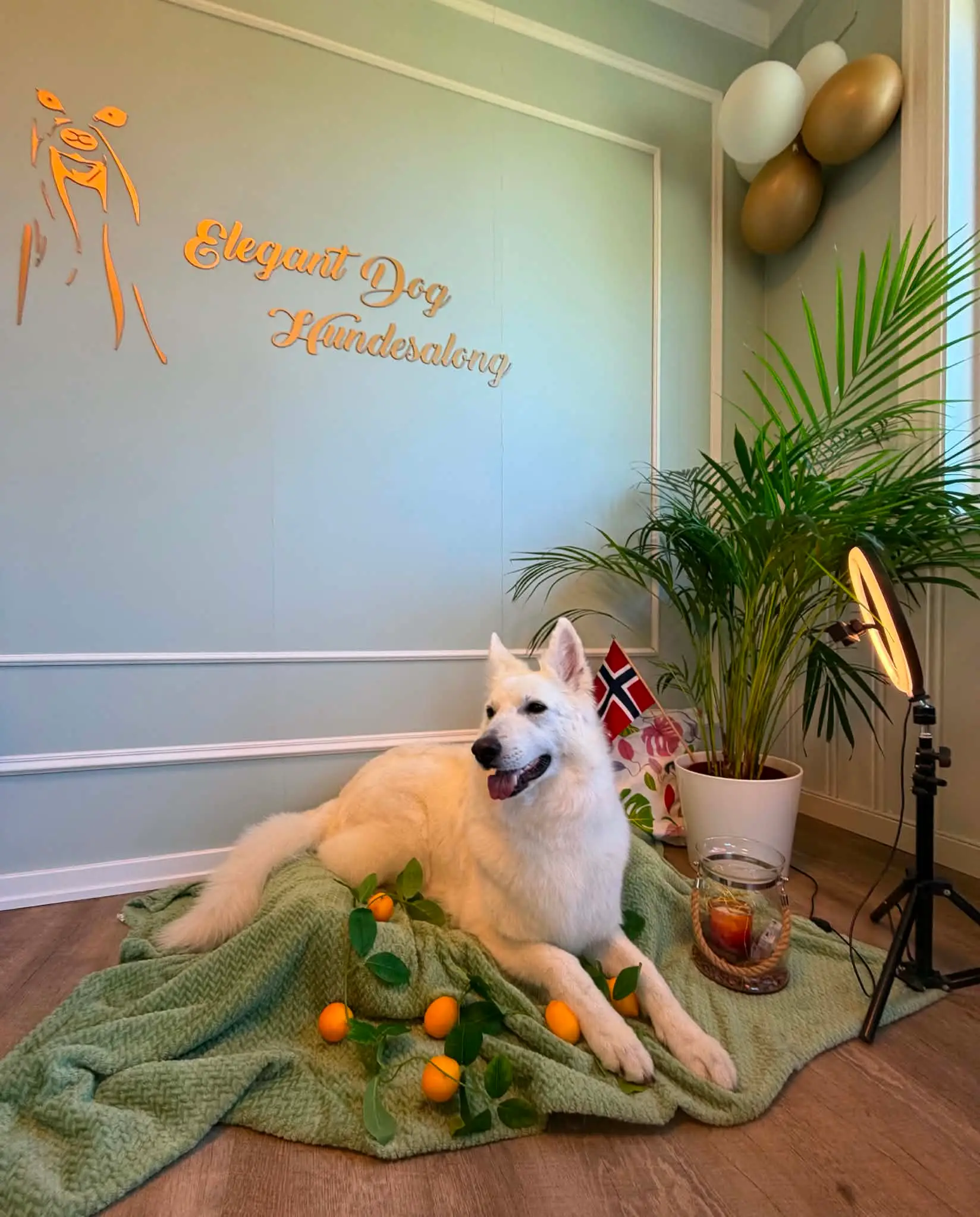 Hvit gjeterhund ligger på et grønt pledd foran logoveggen i salongen.