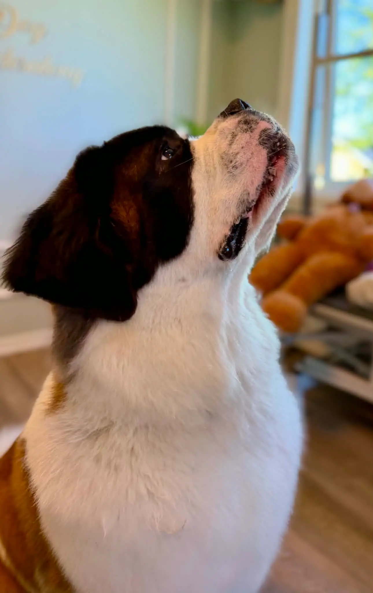 Sankt Bernhardshund i profil som ser opp, med ren og glansfull pels etter bad og føn.