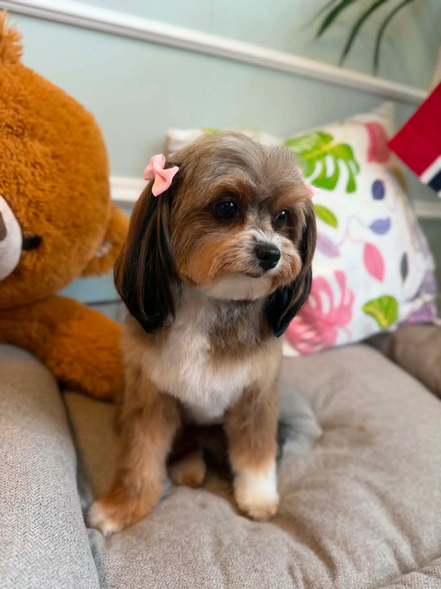 Liten hund med rosa sløyfe, nyklippet hode og lange ører sitter i en hundeseng.