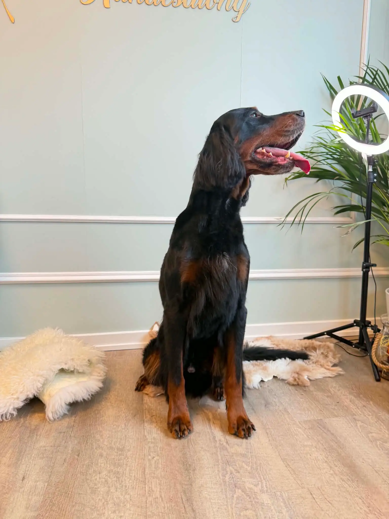 Gordonsetter sitter i salongen etter klipp, med avklippet pels på gulvet.