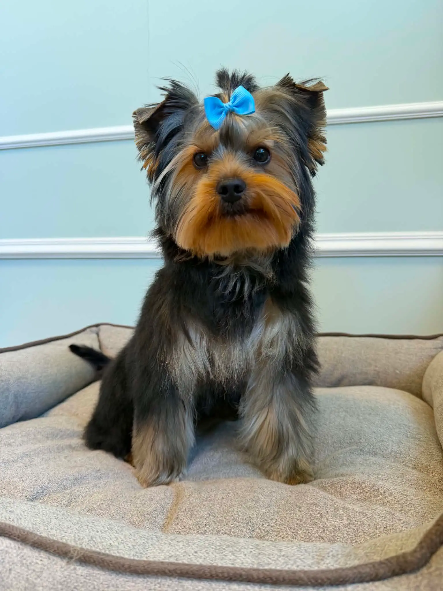 Yorkshireterrier med blå sløyfe i toppen sitter i en hundeseng etter klipp.