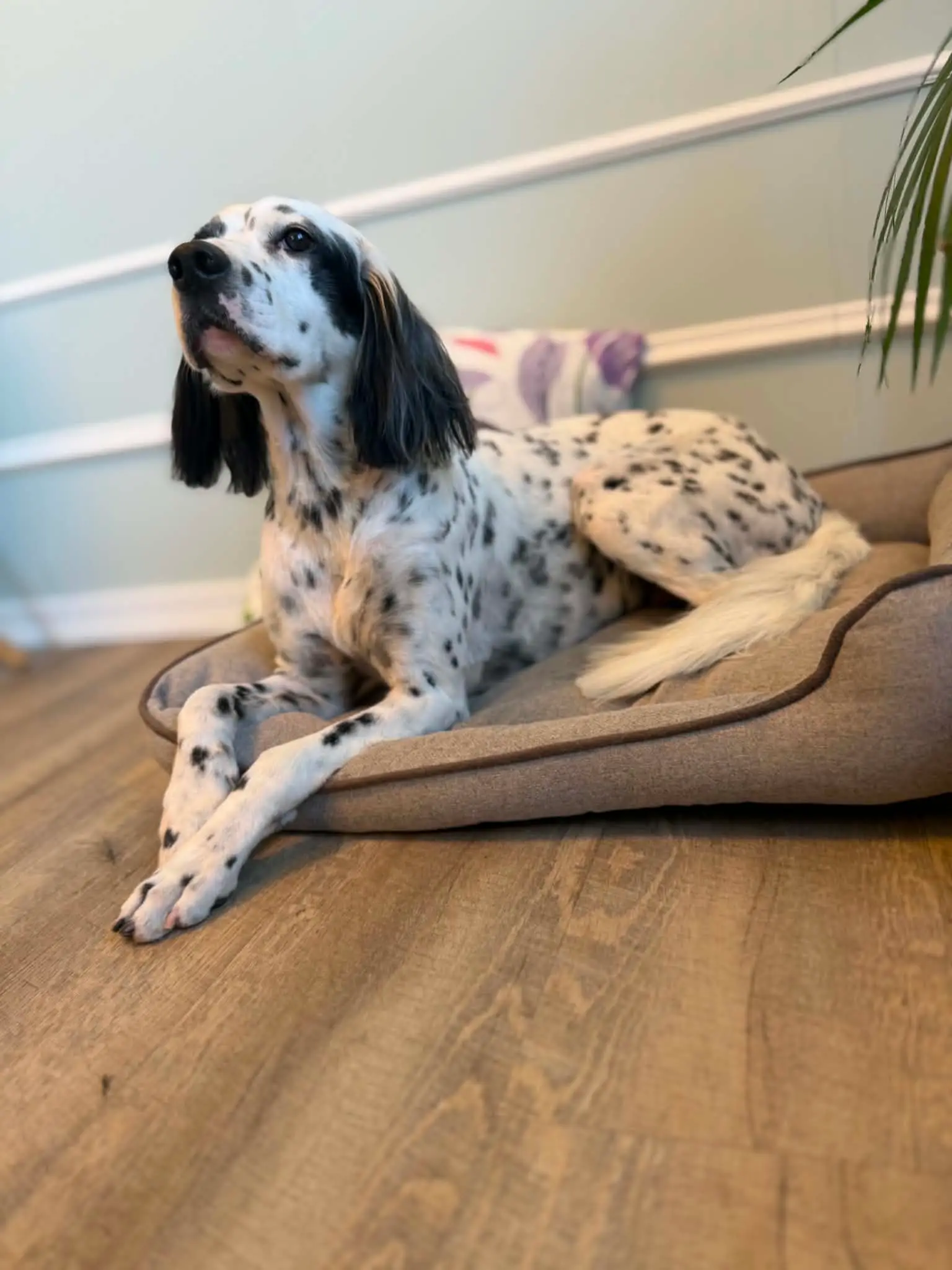 Svart og hvit engelsk setter ligger i en hundeseng med nystelt pels.